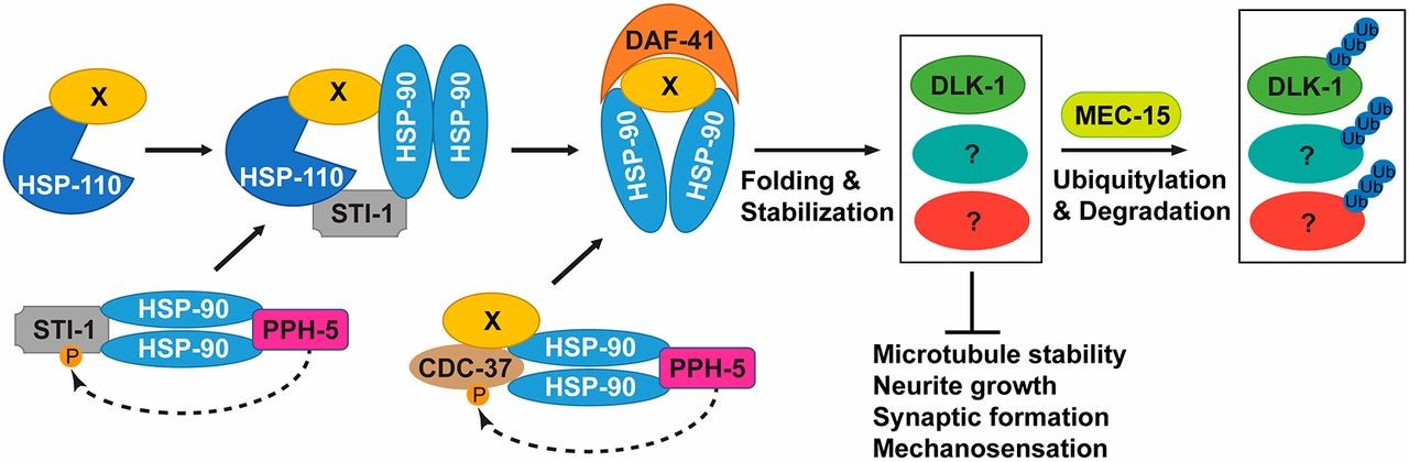 A model for the antagonism between the activities of Hsp70/Hsp90 chaperone machinery and MEC-15 in the regulation of TRN differentiation and functions.